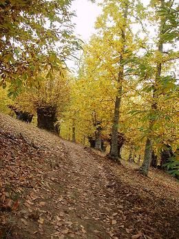 Sendero de la Madera. Los Santos
